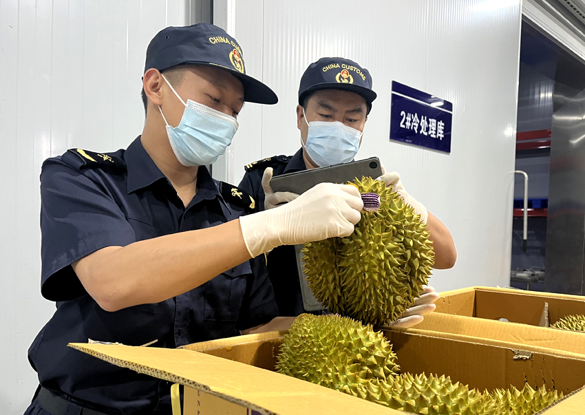 磨憨鐵路口岸綜合性指定監(jiān)管場地水果查驗區(qū)內(nèi)，海關(guān)關(guān)員正在查驗進口榴蓮。勐臘海關(guān)供圖