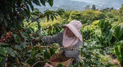 雲(yún)南普洱:咖啡田的豐收時(shí)光